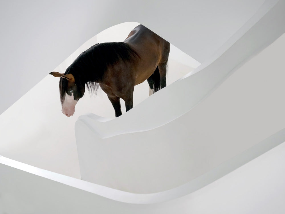Equine fine art print of a bay stallion in a contemporary setting with white walls and white staircase 