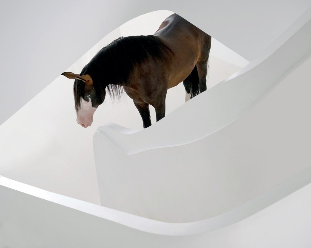 Equine fine art print of horse standing in an all-white room as viewed from the top of a winding staircase.