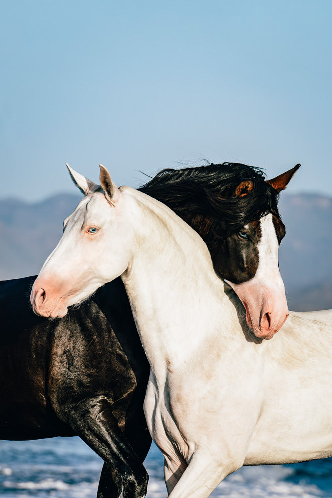 Equine fine art print of a white and a black stallion playing on the beach.