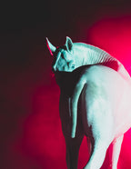 Equine fine art print of a blue-eyed horse staring into the camera with a background of fuscia pink smoke.